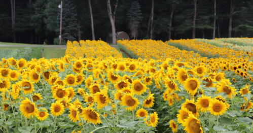 A vibrant field of sunflowers in full bloom, stretching towards a dark green forest in the background.