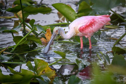 A roseate spoonbill wades through water among lily pads, searching for food with its distinctive spoon-shaped bill.