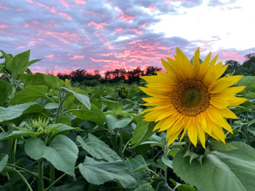 A vibrant sunflower stands tall among green leaves, with a colorful sunset sky in the background.