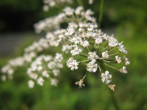 A close-up of delicate white flowers on a green background, showcasing intricate petals and a soft, natural setting.