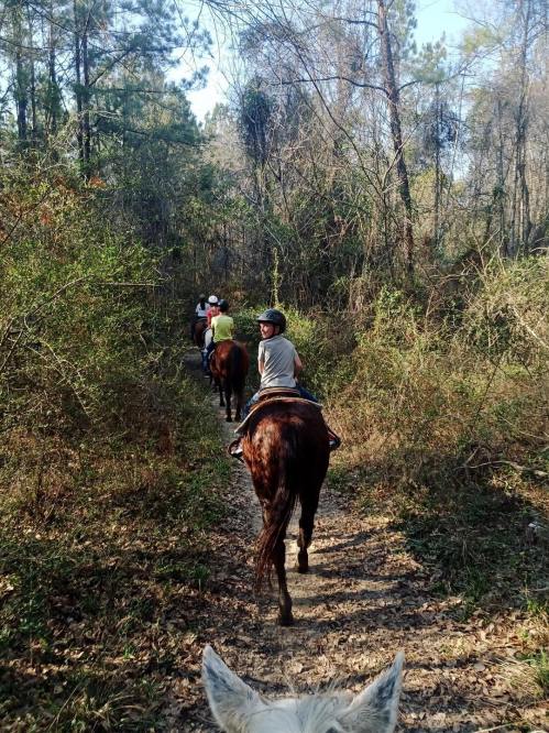 A group of people riding horses along a narrow trail in a wooded area, surrounded by trees and greenery.