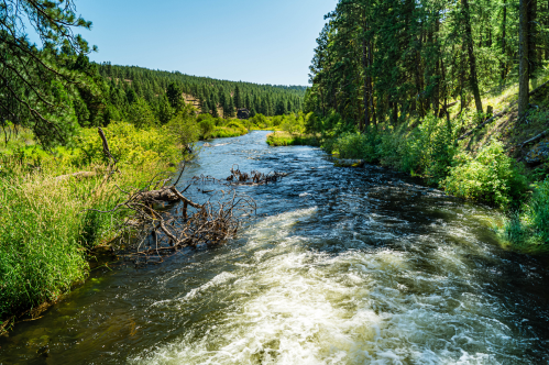 A flowing river surrounded by lush greenery and tall trees under a clear blue sky.