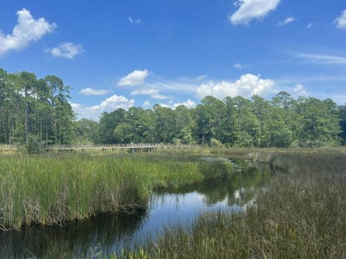 A serene wetland scene with tall grasses, a winding waterway, and a wooden boardwalk under a blue sky with fluffy clouds.