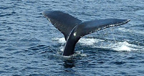 A whale's tail emerges from the water, creating ripples in the ocean.