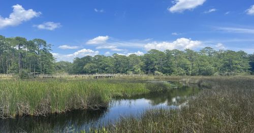 A serene wetland scene with tall grasses, a calm waterway, and a wooden boardwalk under a blue sky with fluffy clouds.