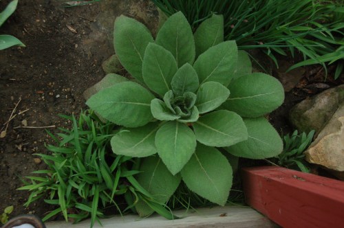 A close-up of a lush green plant with broad, velvety leaves, surrounded by grass and rocks in a garden setting.