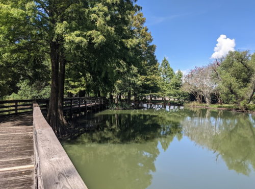 A serene wooden walkway beside a calm, green-tinted pond surrounded by lush trees under a clear blue sky.