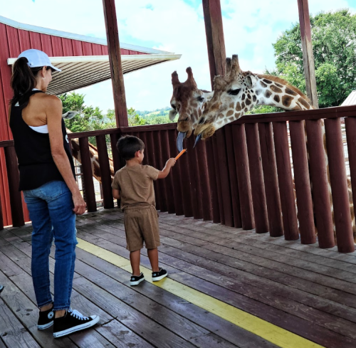 A child feeds a giraffe a carrot while an adult watches from a wooden platform at a zoo.