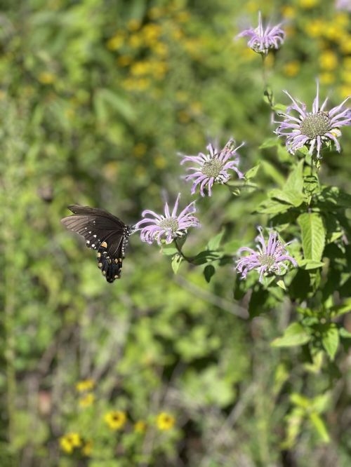 A butterfly perched on purple flowers in a lush green garden, surrounded by vibrant foliage.