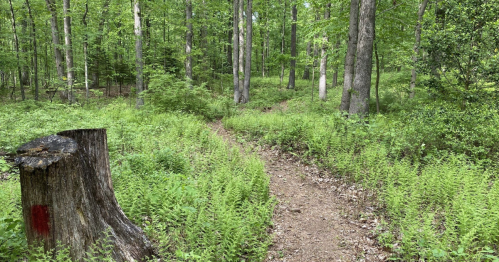 A forest path winding through lush greenery, with a tree stump and ferns lining the trail.