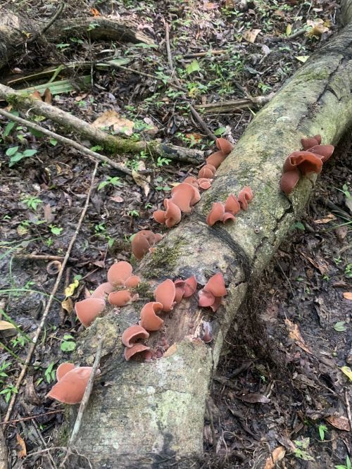 A fallen tree trunk in a forest, covered with clusters of reddish-brown mushrooms among damp leaves and soil.