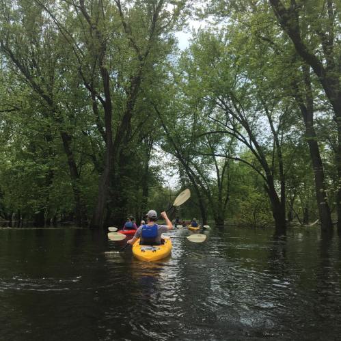 A group of kayakers paddles through a lush, green river surrounded by tall trees on a sunny day.