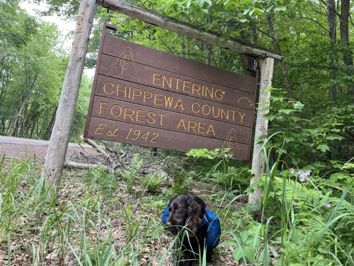 A dog in a blue backpack stands near a wooden sign that reads "Entering Chippewa County Forest Area."