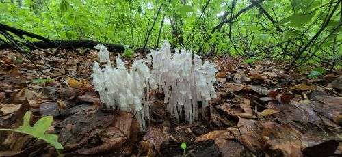 A cluster of ghostly white mushrooms growing among fallen leaves in a lush green forest.