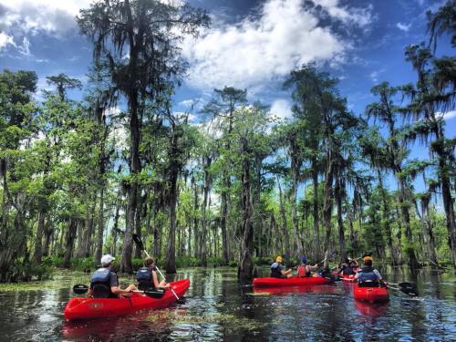 A group of kayakers paddles through a lush, green swamp with tall trees and blue skies above.