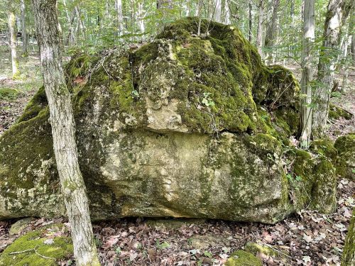 A large moss-covered rock surrounded by trees and fallen leaves in a forested area.