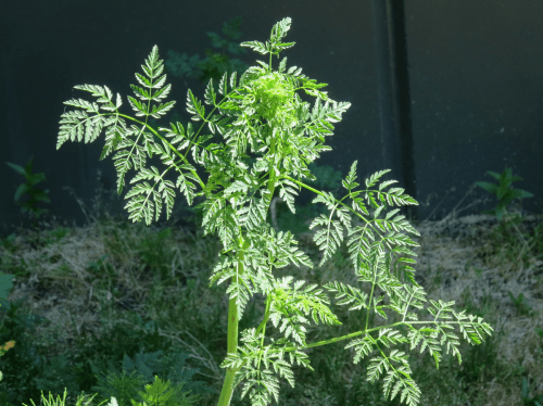 A vibrant green fern-like plant with intricate leaves, illuminated by sunlight against a dark background.