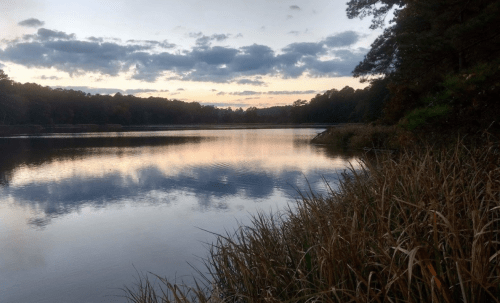 A serene lake at sunset, surrounded by trees and tall grass, with soft clouds reflecting on the water's surface.