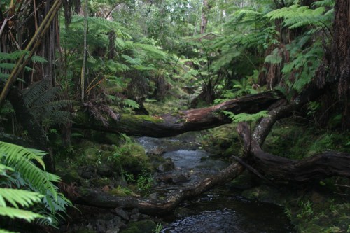 A serene forest scene with a small stream flowing through lush greenery and fallen logs.