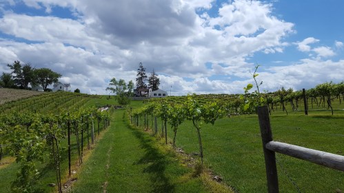 A scenic vineyard with rows of grapevines, green grass, and a house in the background under a partly cloudy sky.