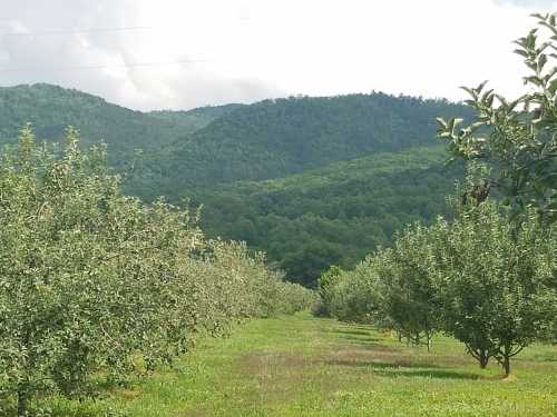 A lush orchard with rows of apple trees, set against a backdrop of green mountains under a cloudy sky.