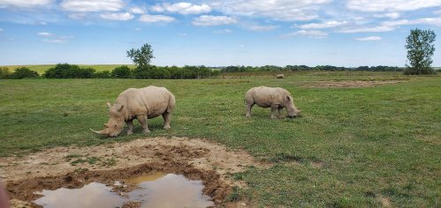 Two rhinos graze in a grassy field under a blue sky with scattered clouds. A water puddle is nearby.