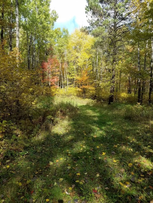 A serene forest path surrounded by vibrant autumn foliage and tall trees under a clear blue sky.