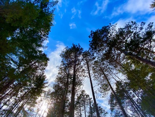 Looking up at tall trees against a bright blue sky with scattered clouds. Sunlight filters through the branches.