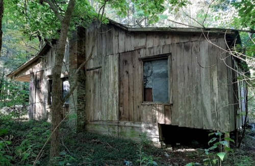 Abandoned wooden house partially hidden by trees and overgrown vegetation in a forested area.