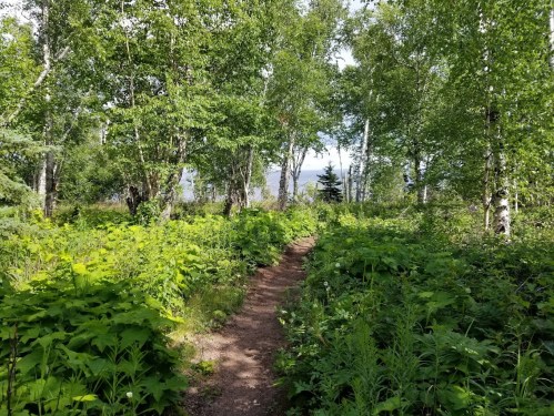 A winding dirt path through a lush green forest with trees and dense foliage on either side.