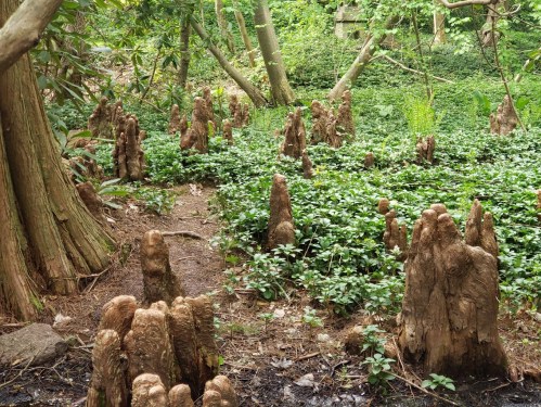 A forest scene featuring numerous tree stumps surrounded by lush green foliage and undergrowth.
