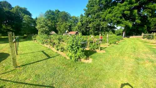 A lush garden with rows of plants, surrounded by green grass and trees under a clear blue sky.