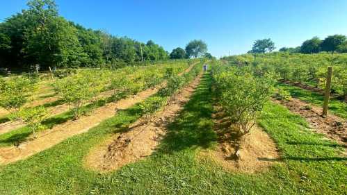 A sunny field with rows of blueberry bushes and a person walking along a path, surrounded by greenery.