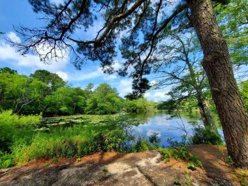 A serene lake surrounded by lush greenery and trees under a bright blue sky.