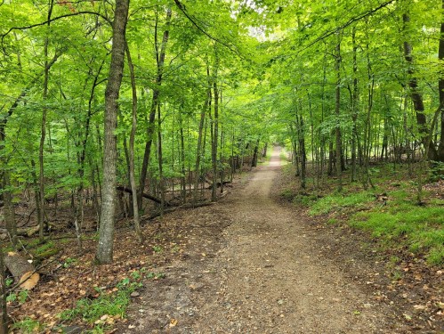 A serene forest path surrounded by lush green trees and foliage, inviting exploration.