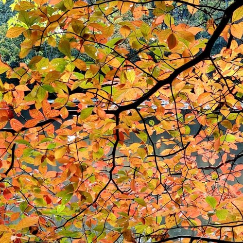 Vibrant autumn leaves in shades of orange and green, with a blurred background of trees and water.