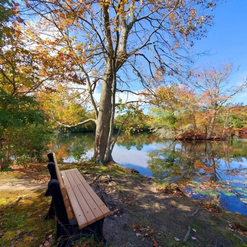 A wooden bench beside a calm pond surrounded by autumn foliage and trees.