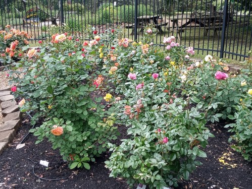 A vibrant rose garden with various colors of blooming roses surrounded by green foliage and a black fence.