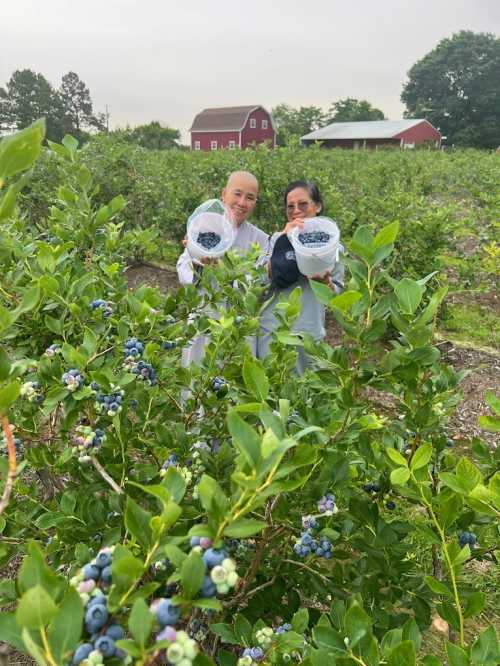 Two people hold bags of blueberries in a field, surrounded by lush green bushes and a red barn in the background.