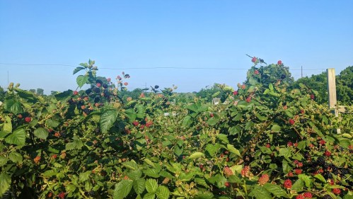 A lush field of blackberry bushes with ripe and unripe berries under a clear blue sky.