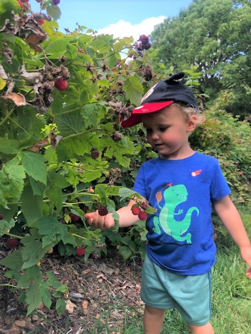 A child in a cap picks raspberries from a bush on a sunny day, surrounded by greenery.