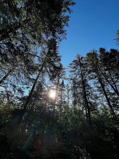 Sunlight filters through tall trees against a clear blue sky, creating a serene forest scene.