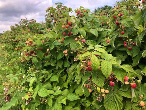 A lush raspberry bush filled with ripe and unripe berries under a cloudy sky.