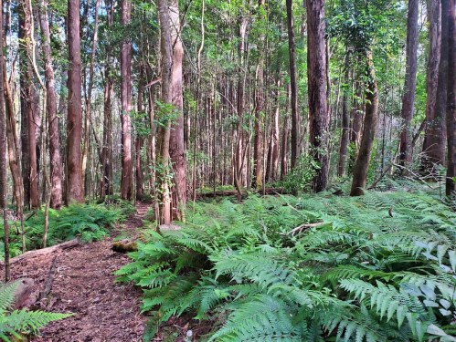 Lush green forest with tall trees and ferns lining a dirt path, creating a serene, natural atmosphere.