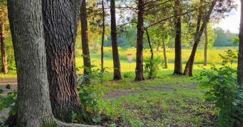 A serene forest scene with tall trees, green grass, and a glimpse of a disc golf basket in the distance.