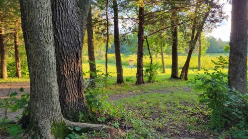 A serene forest scene with tall trees framing a grassy field bathed in warm sunlight.