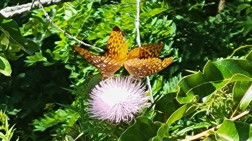 Three orange and brown butterflies perched on a pink flower, surrounded by lush green foliage.