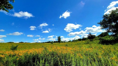 A vibrant field of yellow flowers under a bright blue sky with fluffy white clouds and green trees in the background.