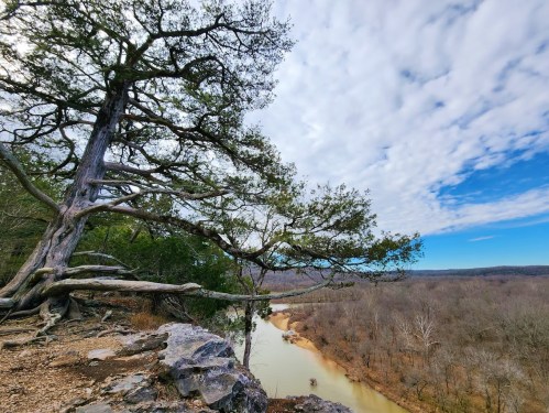 A gnarled tree overlooks a winding river, surrounded by bare trees and a blue sky with scattered clouds.