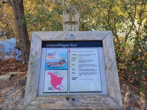 A wooden sign detailing the Green-Winged Teal, featuring a map and illustrations of the bird.